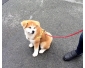 Chiot akita inu grosse fourrure