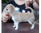 Lily Gentil chiot Chihuahua cream (blanc chreme )