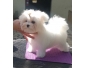 Chiot type bichon maltais non lof à adopter