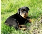 A donner chiot type rottweiler femelle