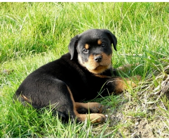 A donner chiot type rottweiler femelle A donner chiot type rottweiler femelle
