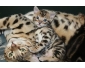 Magnifique chatons bengals LOOF Bruxelles