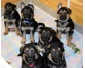 Chiots bergers allemands pucés pure race