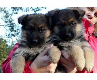 Photos Berger Allemand A Donner Hainaut Belgique