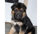 A donner chiot type berger allemand