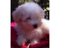 A donner chiot type coton de tulear pour noel