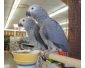 Deux tres beau jeunes couples des perroquets de compagnie gris