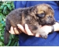 A ceder Chiot Berger Allemand femelle non lof