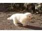 chiot  type Berger Blanc Suisse Pour Noël  a donner
