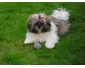 10 chiots shih tzu à vendre