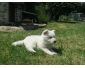 A donner chiot Berger Blanc Suisse