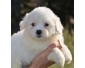 A donner chiot type coton de tulear