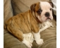 Bulldog anglais chiots POUR ADOPTION CHIOTS CADEAU ROD Bulldog Anglais