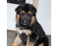 A donner chiot type berger allemand pour noel