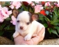 Donne pour Noél magnifique chiot chihuahua femelle
