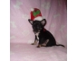 Donne magnifique chiot chihuahua femelle