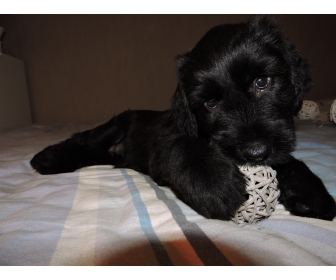 Chiots Briard Berger De Brie