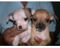 A donner Chiot femelle et male type Chihuahua