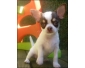 Don magnifique chiot chihuahua femelle