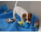 Donne chiot type jack russel