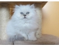 Chaton d\'apparence persan mâle