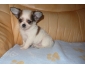 Chiot chihuahua non lof a donner