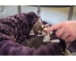 A donner adorable femelle Chihuahua non LOF