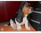 Superbe bebe chiot Basset hound femelle LOF a donner en urgence