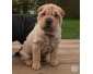 Mignonne chiot shar pei femelle de 03 mois