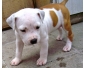 joli chiot américan staffordshire terrier femelle de 03 mois