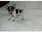 chihuahua Femelle à poil court