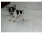 Chiot type chihuahua Femelle