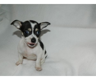 Chiot type chihuahua Femelle 2