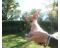 A donner Magnifiques chiots type  chihuahua femelle