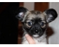 Jolie bébé Chiots chihuahua