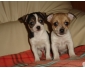 Don   2 chiots types chihuahua mâles