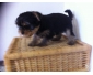 Superbe chiot Yorkshire femelle LOF de 03 mois