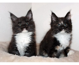 Deux Chatons Maine Coon Femelle A Donner Deux Chatons Maine Coon Femelle A Donner