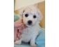 Adorable Bichon Frise femmelle a donner