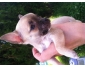 Chiot miniature type chihuahua beige