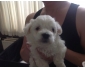 Donne Superbe petits chiot bichon maltais