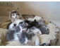 chatons maine coon