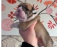 Adorables chiot bulldog anglais femelle lof