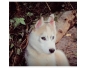 Adoroable chiot femelle Husky Sibérien