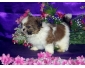 SHIH TZU CHIOTS MINI JOUET CADEAU