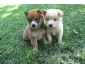 Shiba-inu chiots nous avons mâles et femelles disponibles