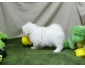"CADEAU MALTAIS TOY CHIOTS POUR ADOPTION