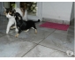 A donner mâle chihuahua inscrit au lof