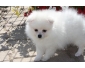 chiots de spitz allemand blanc de excellente qualité