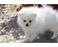 chiots de spitz allemand blanc de excellente qualit